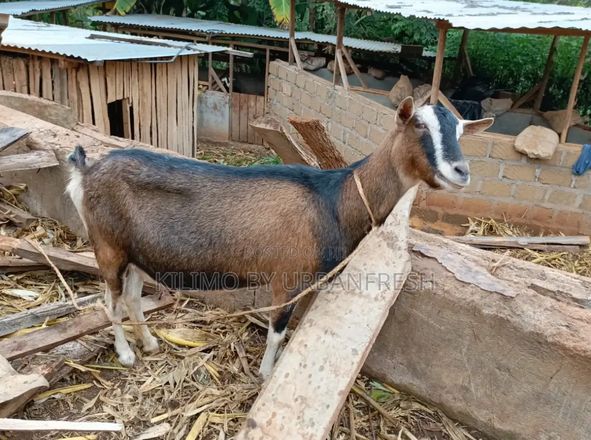 German Alpine Dairy Goats Available.