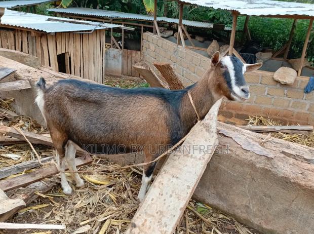 German Alpine Dairy Goats Available. - thumbnail 4
