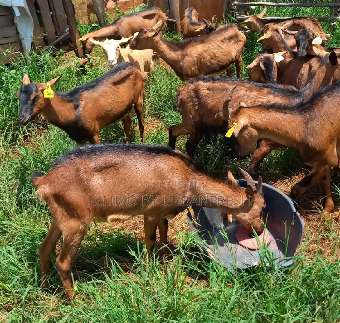 German Alpine Dairy Goats Available.
