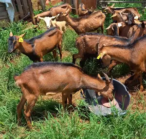 German Alpine Dairy Goats Available.