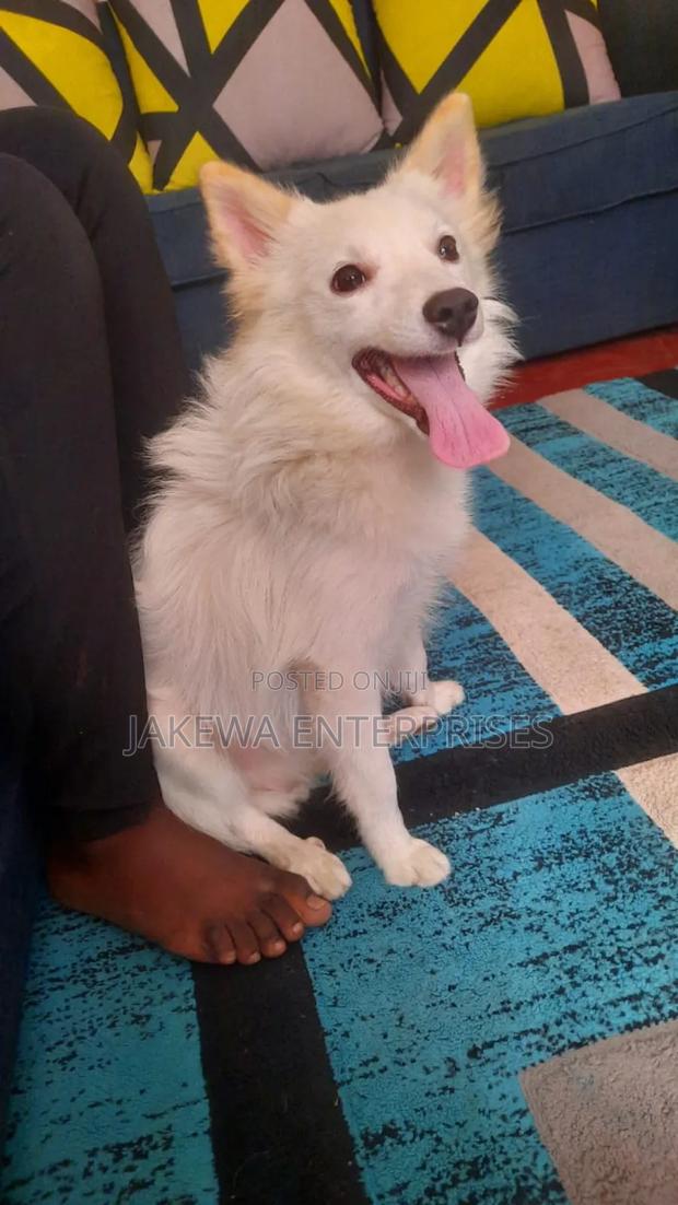 3-6 months Male Purebred Japanese Spitz