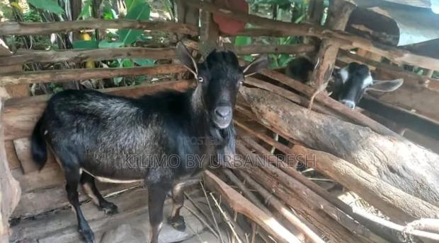 British Alpine Dairy Goats Available - thumbnail 8