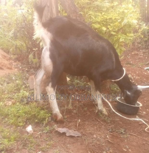 British Alpine Dairy Goats Available - thumbnail 4