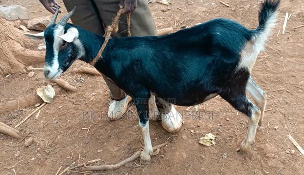 British Alpine Dairy Goats Available - main view