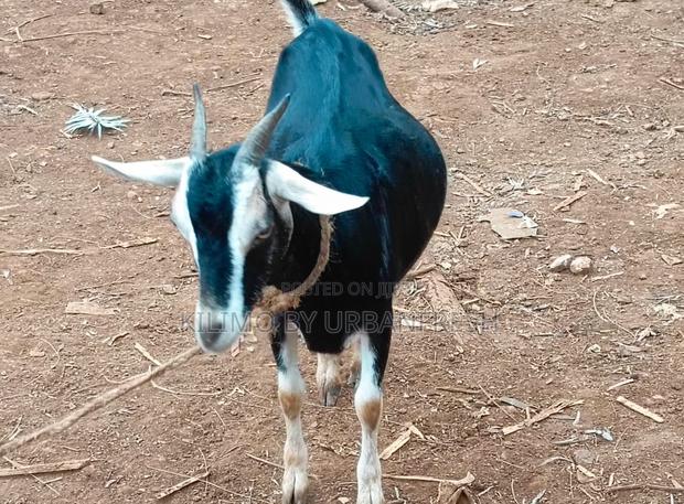 British Alpine Dairy Goats Available - thumbnail 5