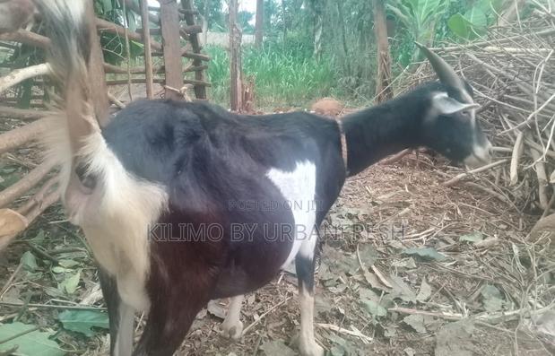British Alpine Dairy Goats Available - thumbnail 6