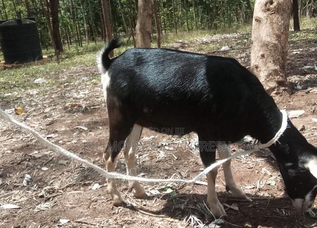British Alpine Dairy Goats Available - thumbnail 7