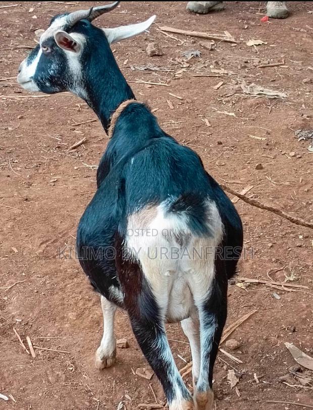 British Alpine Dairy Goats Available - thumbnail 3