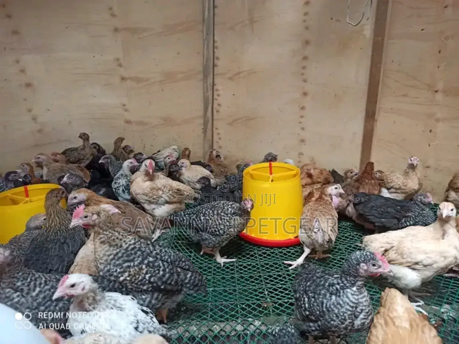 Heavy Duty Plastic Poultry Mesh Roll 1m by 50m