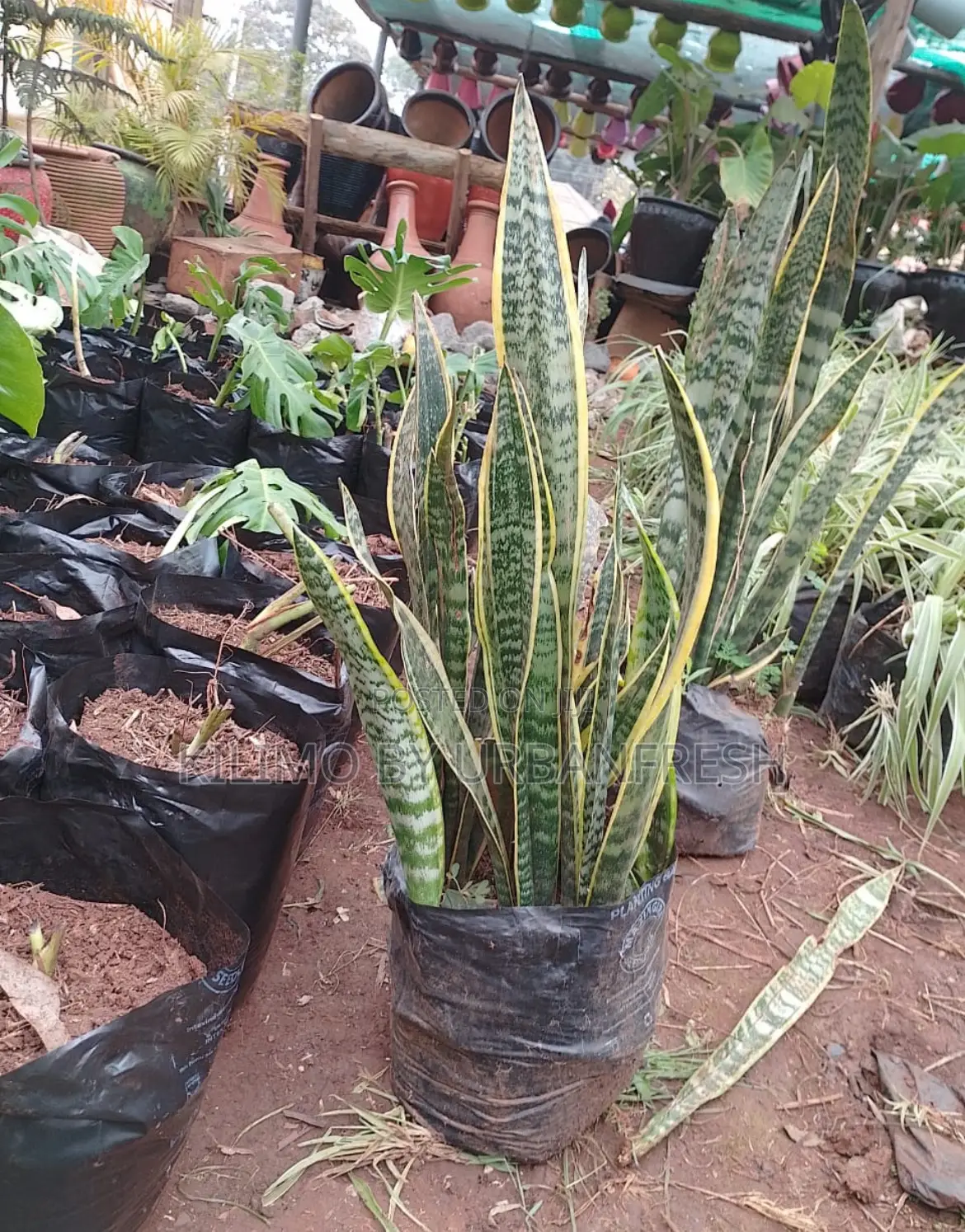 Snake Plant in Planter Bag