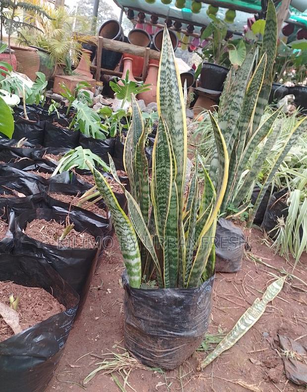 Snake Plant in Planter Bag - main view