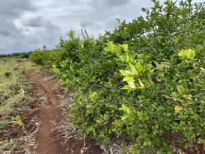 Tswaka Farm on Sale - main view