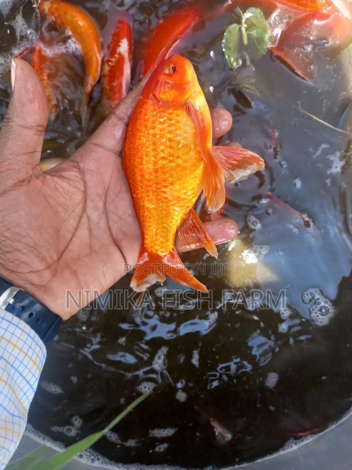 Goldfish for Sale at Wholesale Price