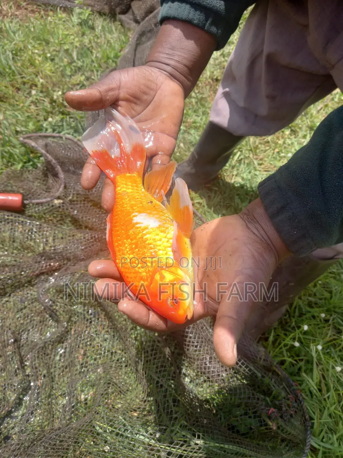Goldfish for Sale at Wholesale Price