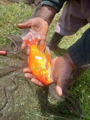 Goldfish for Sale at Wholesale Price