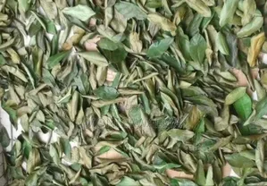 Soursop Leaves Available at Affordable Price