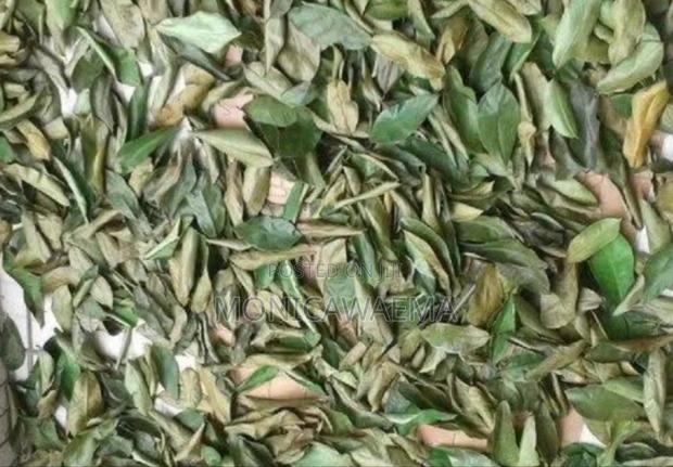 Soursop Leaves Available at Affordable Price