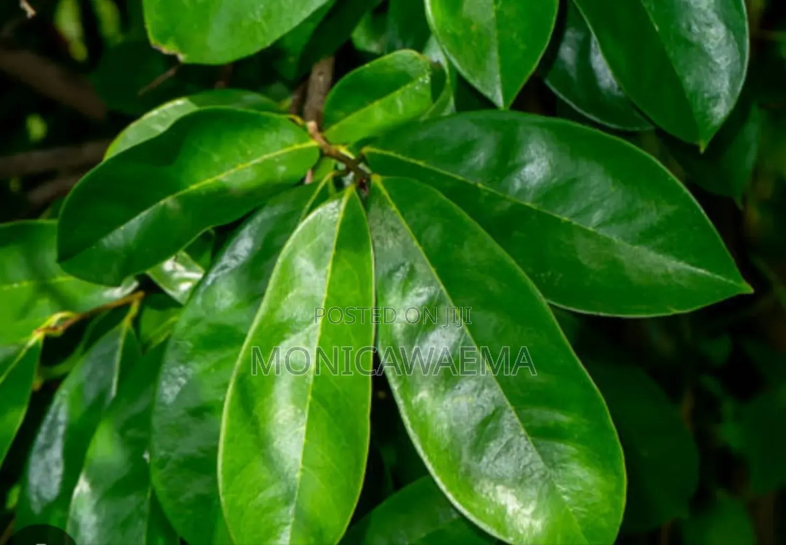 Soursop Leaves Available at Affordable Price
