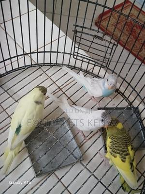 Light Colour Budgies - thumbnail 2
