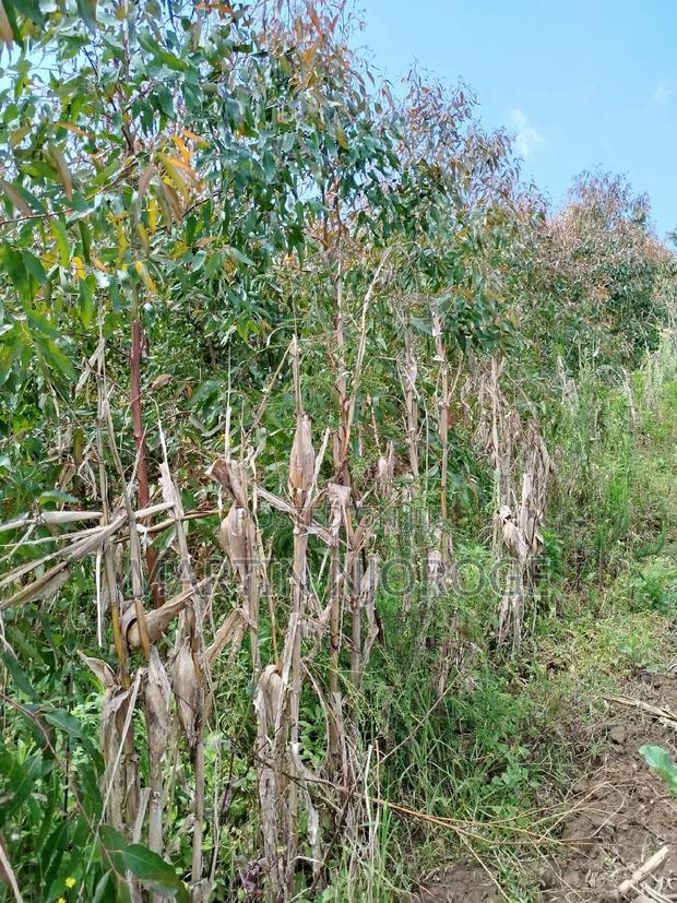 1⁄4(100 by 100 Engineer ( Kwa Ngothi) - thumbnail 2