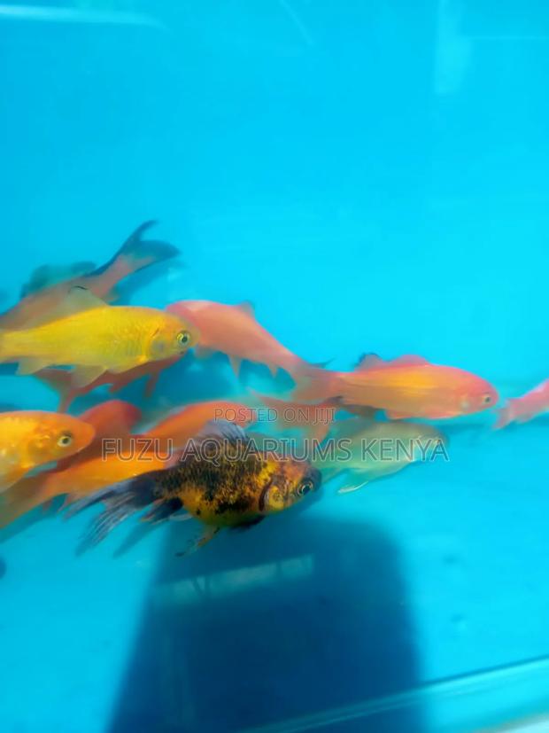 Goldfish Different Colours