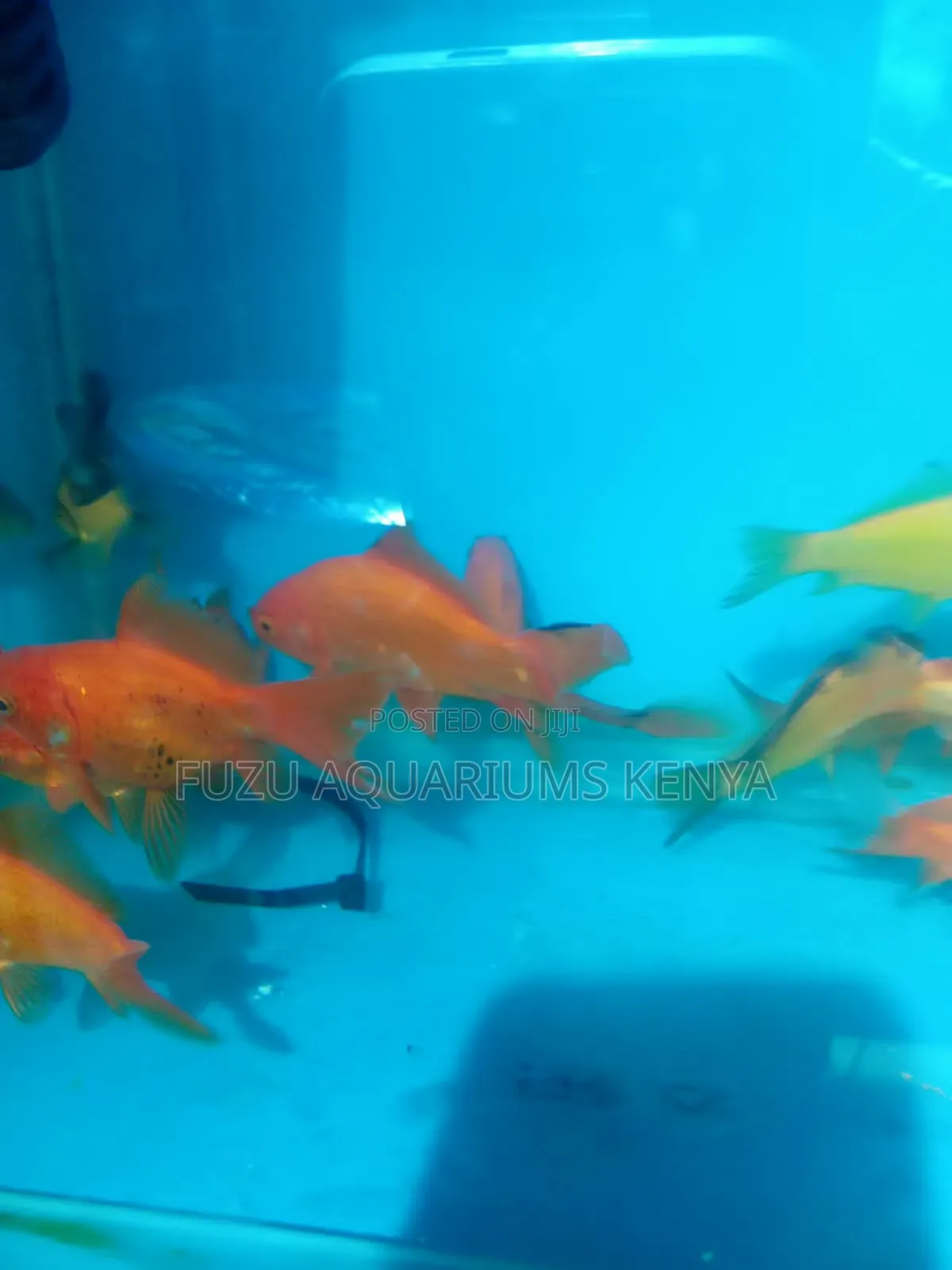 Goldfish Different Colours Available