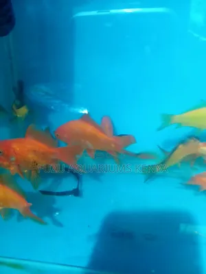 Goldfish Different Colours Available
