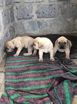 1-3 months Male Purebred Boerboel