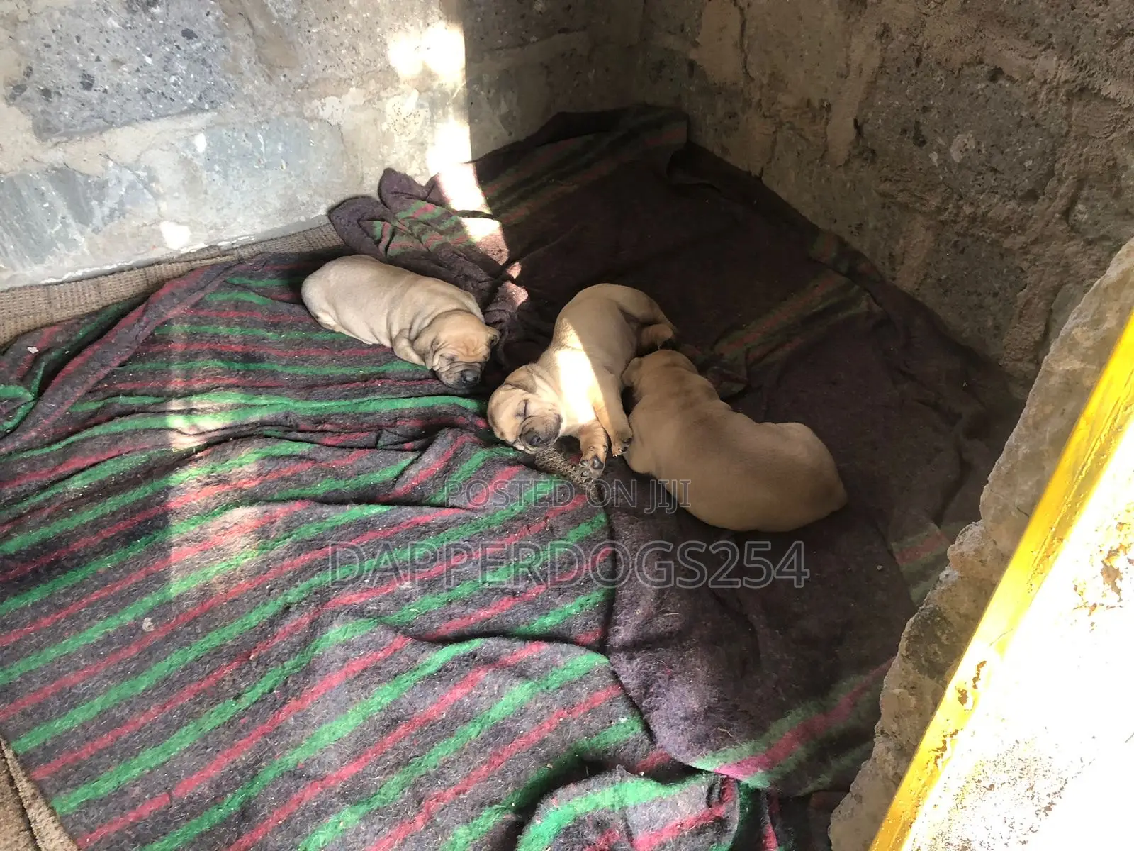 1-3 months Male Purebred Boerboel