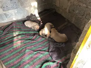 1-3 months Male Purebred Boerboel