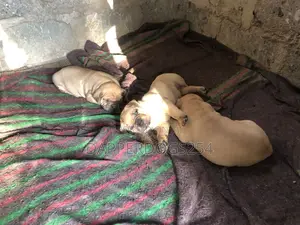 1-3 months Male Purebred Boerboel
