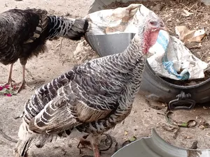 Turkeys for Sale
