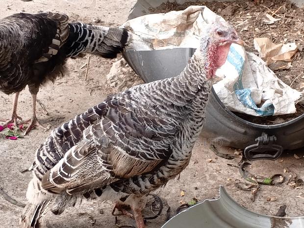 Turkeys for Sale - thumbnail 5