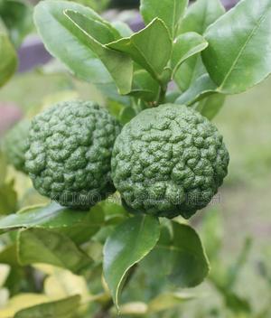 Kaffir Lime Seedlings Available - thumbnail 2