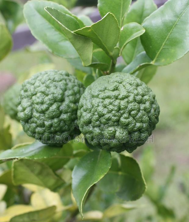 Kaffir Lime Seedlings Available - main view