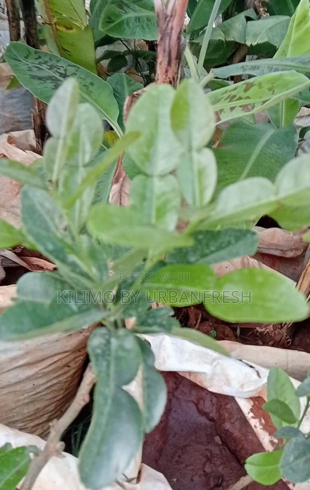 Kaffir Lime Seedlings Available - thumbnail 4