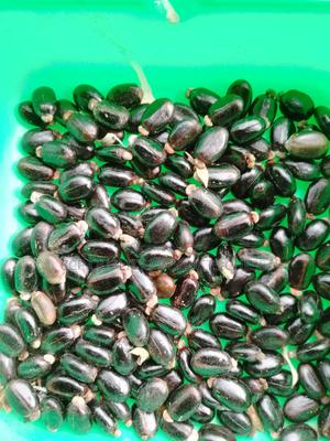 Castor Seeds - thumbnail 2