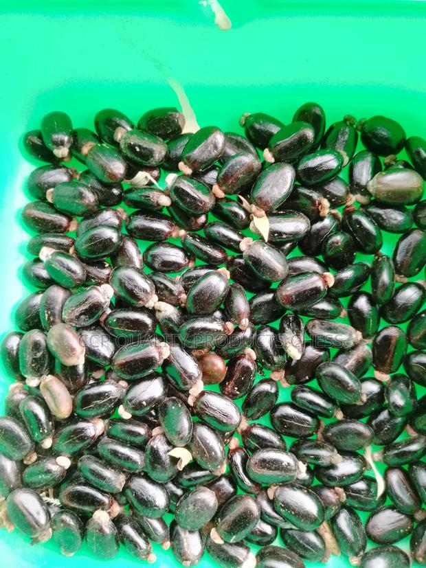 Castor Seeds - main view