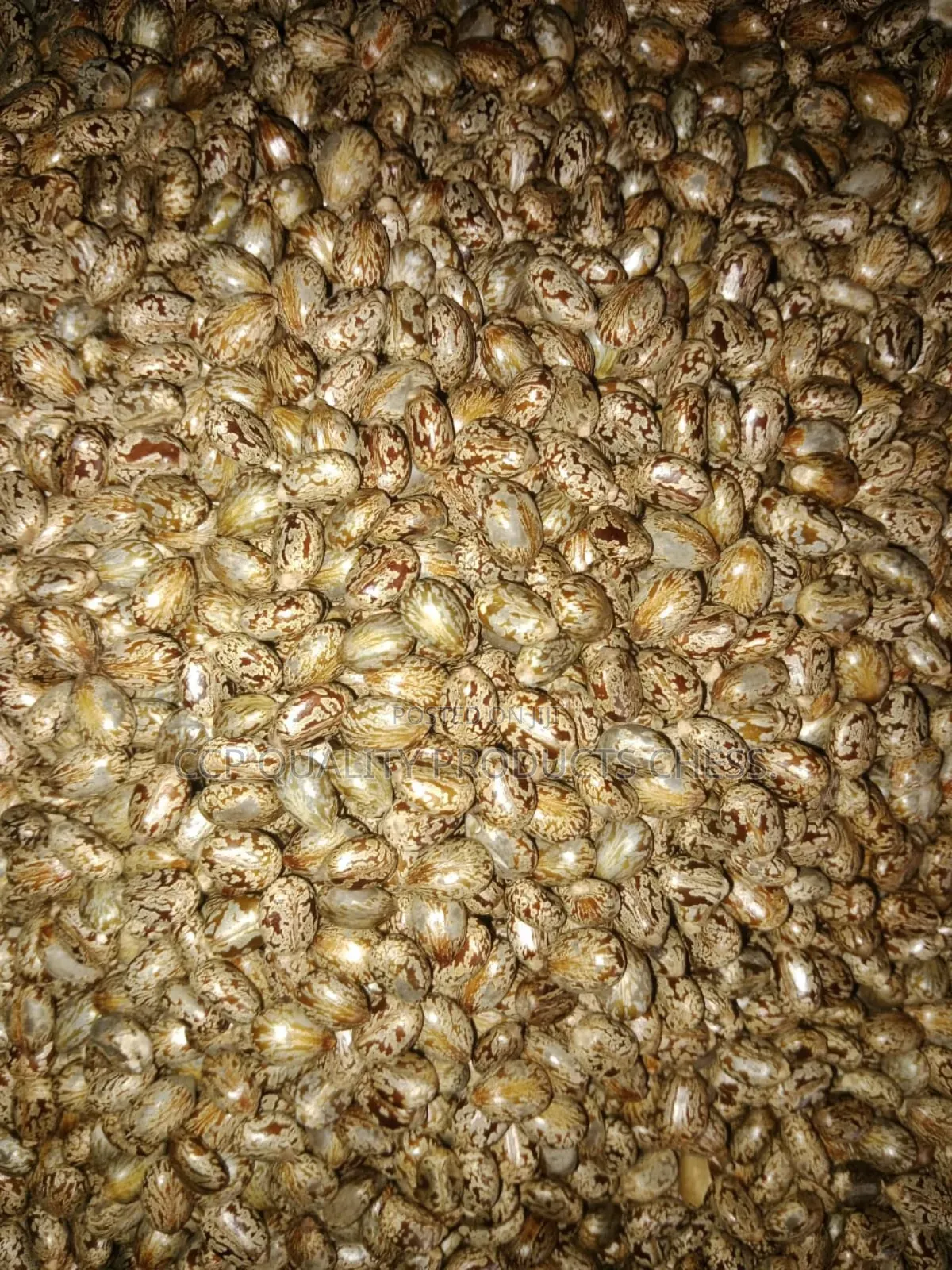 Castor Seeds
