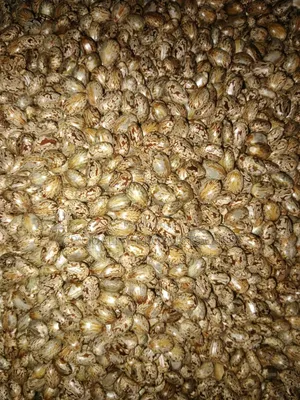 Castor Seeds