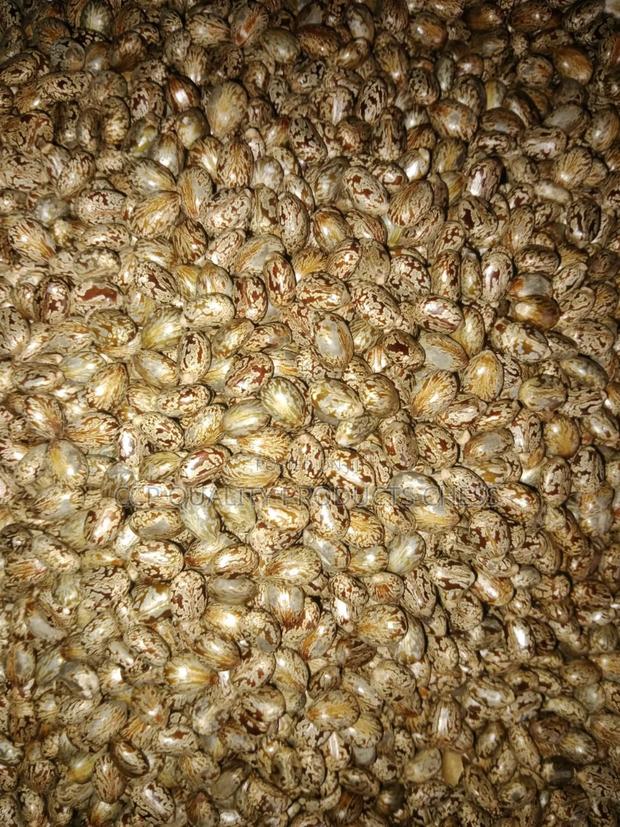 Castor Seeds - thumbnail 3