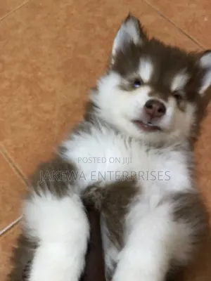 1-3 months Male Purebred Siberian Husky