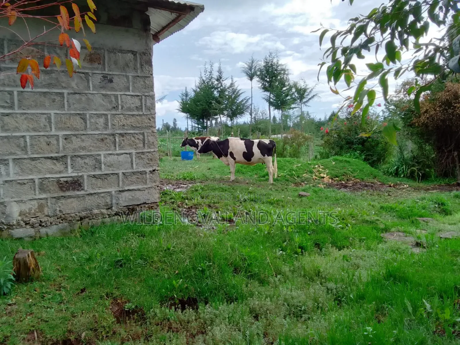1/4 Acre With House Structure on Sale at Kinangop Eginear