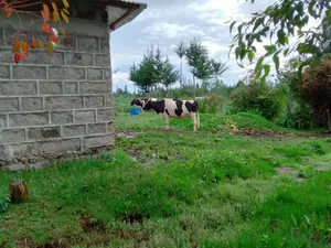 1/4 Acre With House Structure on Sale at Kinangop Eginear