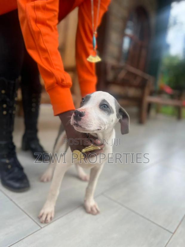 3-6 months Female Purebred American Pit Bull Terrier - main view