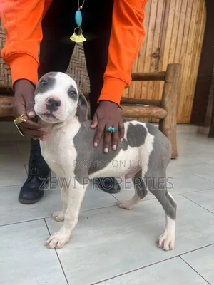3-6 months Female Purebred American Pit Bull Terrier