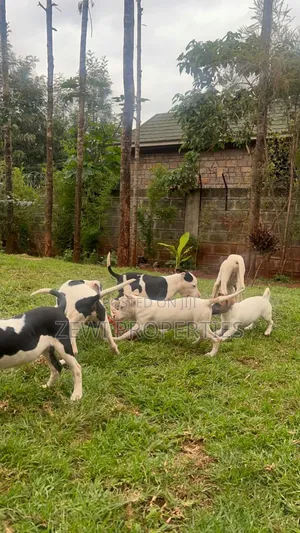 3-6 months Female Purebred American Pit Bull Terrier