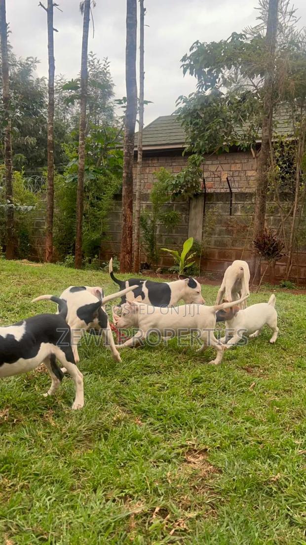 3-6 months Female Purebred American Pit Bull Terrier - thumbnail 3