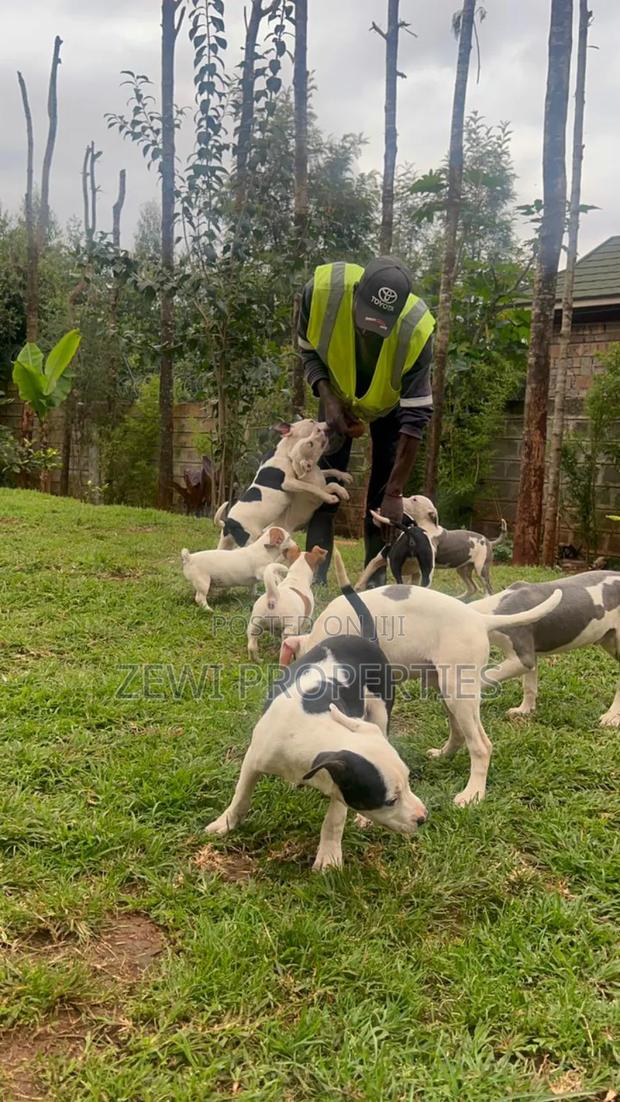 3-6 months Female Purebred American Pit Bull Terrier - thumbnail 4