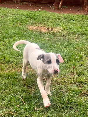 3-6 months Female Purebred American Pit Bull Terrier